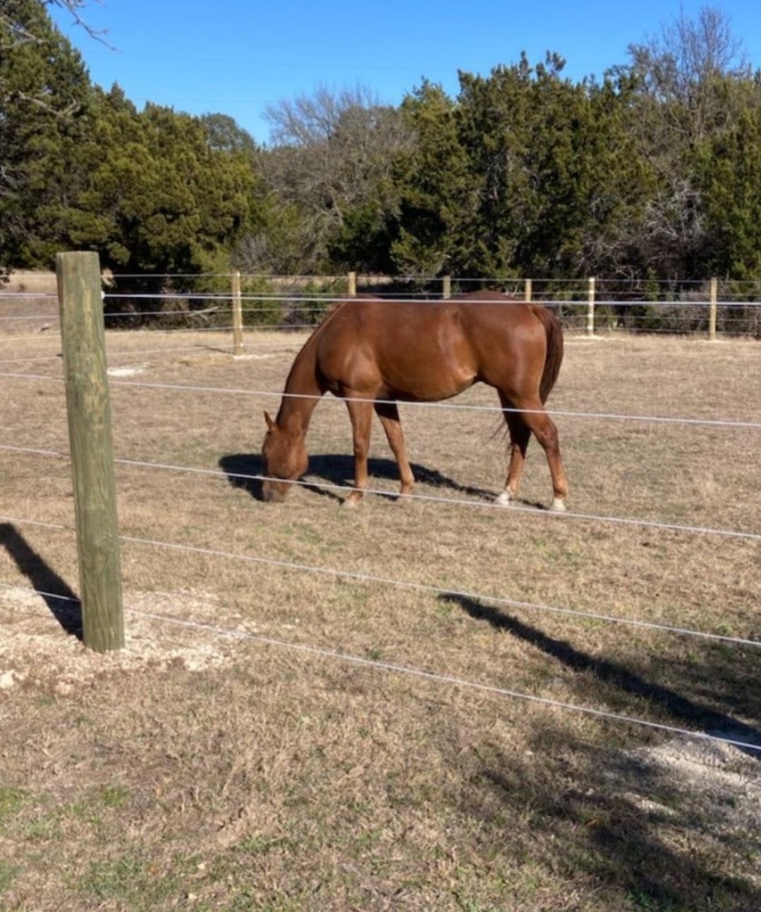 Horse grazing inside Texas Pride ranch fencing